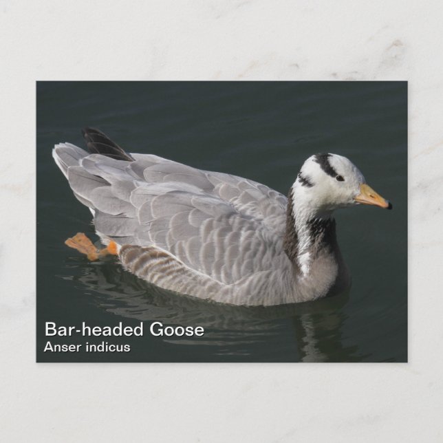 Bar-headed Goose Postcard (Front)