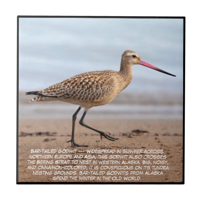 Bar-tailed Godwit  Tile (Front)