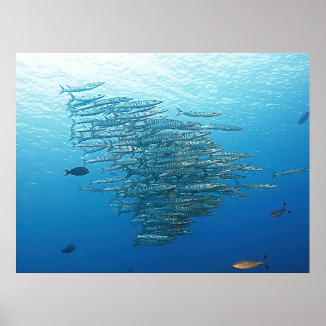 Baraccuda Party Poster (Front)