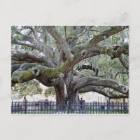 Baranoff Oak - Safety Harbour, FL