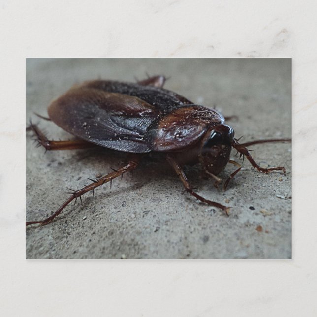 Barata Cucaracha Cockroach Postcard (Front)