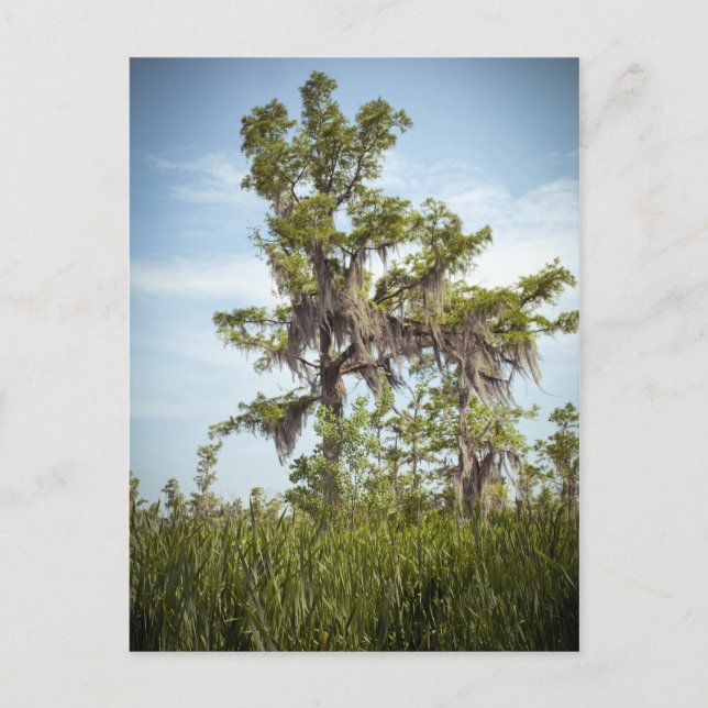 Barataria Swamp Cypress Tree Postcard (Front)