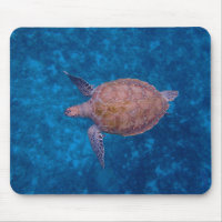 Barbados Sea Turtle