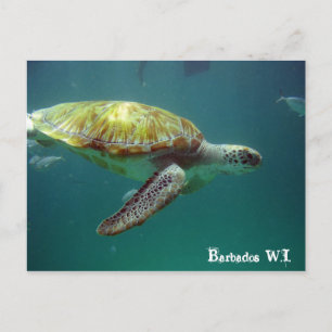Barbados W.I. Postcard