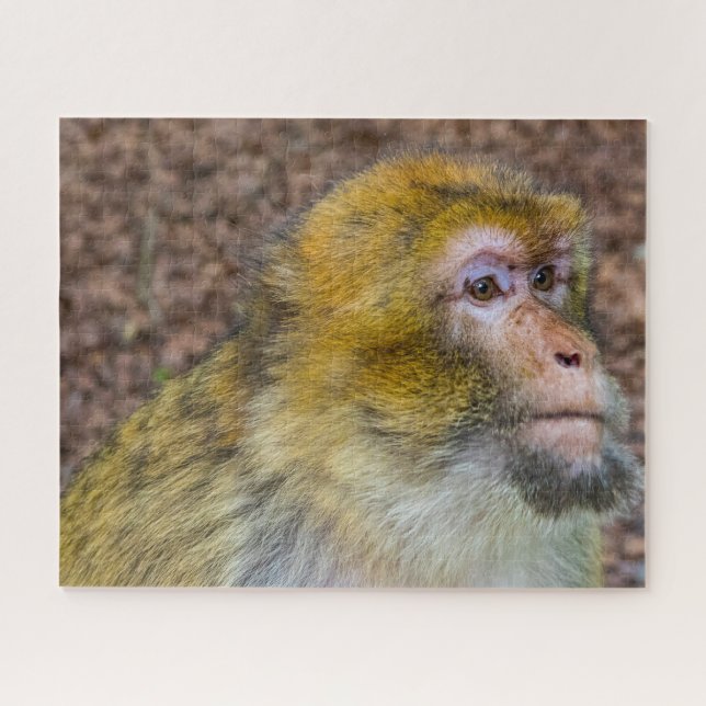 Barbary Apes. Jigsaw Puzzle (Horizontal)