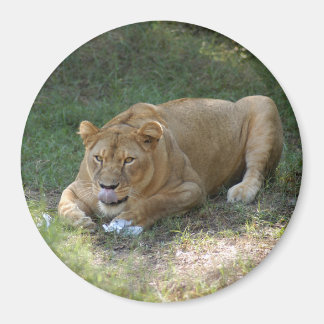 Barbary Lion-toy-015 Magnet