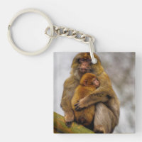 Barbary macaque mum and baby