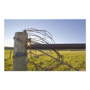Barbed wire rolled up on fencerow near photo print