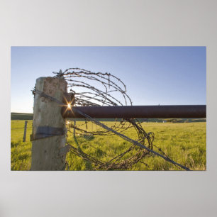 Barbed wire rolled up on fencerow near poster