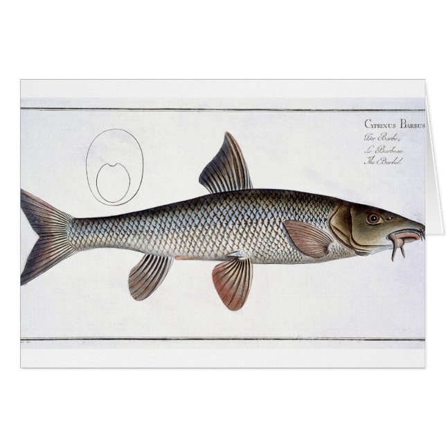 Barbel (Cyprinus Barbus) plate XVIII from 'Ichthyo (Front Horizontal)