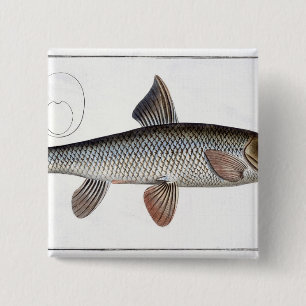 Barbel (Cyprinus Barbus) plate XVIII from 'Ichthyo 15 Cm Square Badge