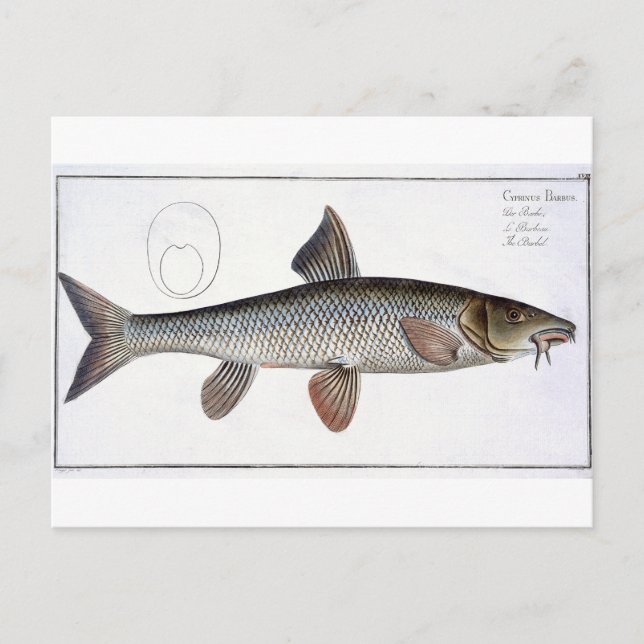 Barbel (Cyprinus Barbus) plate XVIII from 'Ichthyo Postcard (Front)