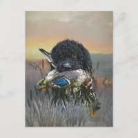 Barbet , French Water Dog