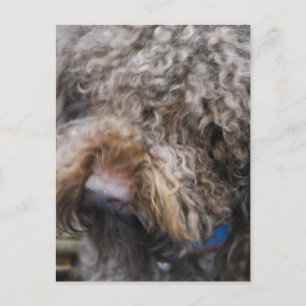 Barbet Postcard