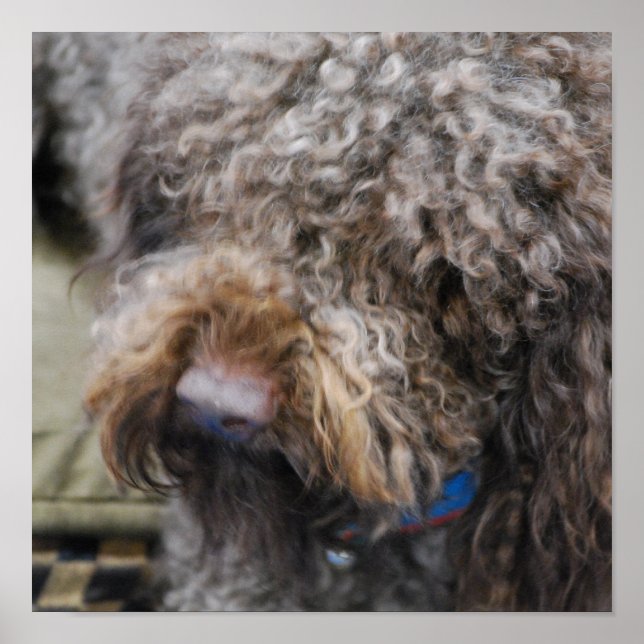 Barbet Poster (Front)