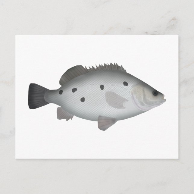 Barcoo Grunter Postcard (Front)