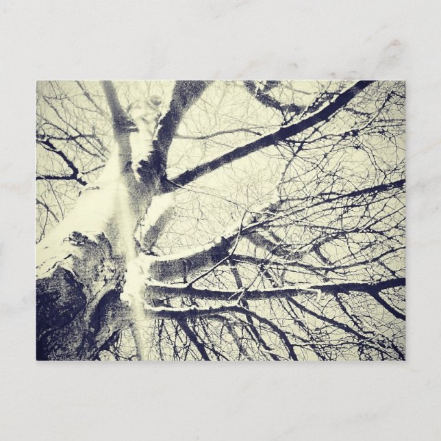 Bare black and white tree postcard (Front)