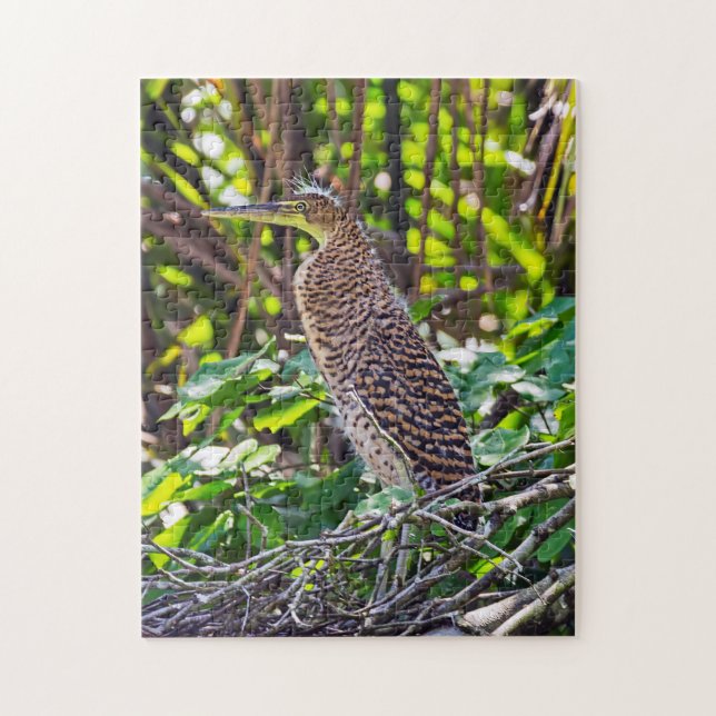 Bare-throated Tiger Heron - Tortuguero, Costa Rica Jigsaw Puzzle (Vertical)