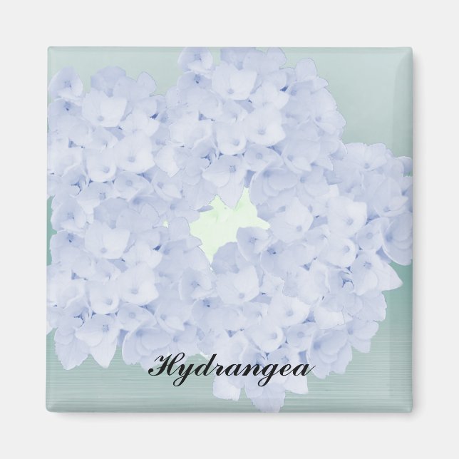 Barely Blue Hydrangea Magnet (Front)