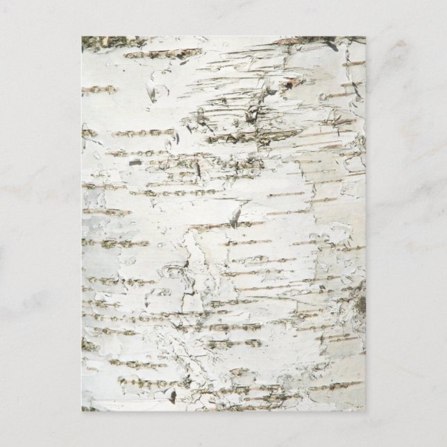 BARK BIRCH POSTCARD (Front)