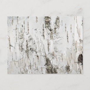 BARK BIRCH POSTCARD