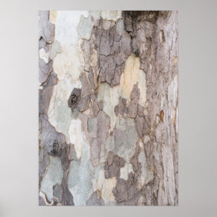 Bark of plane tree poster