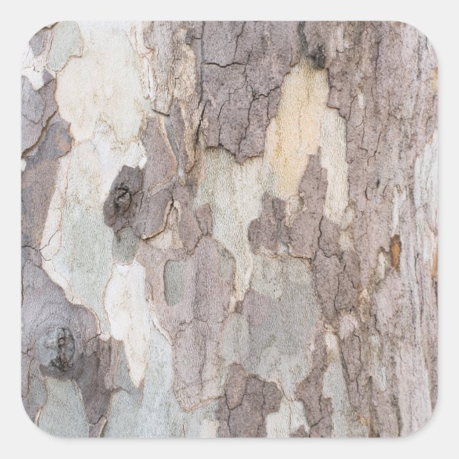 Bark of plane tree square sticker (Front)