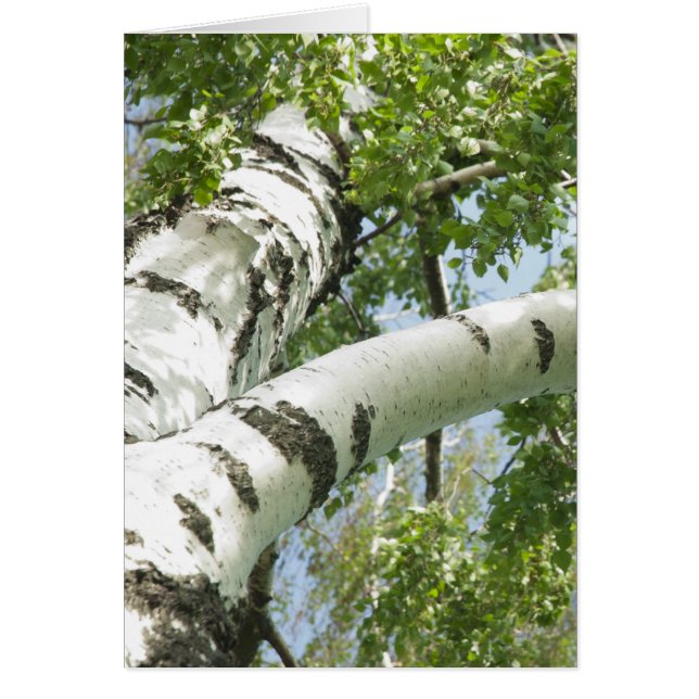 BARK TREE (Front)