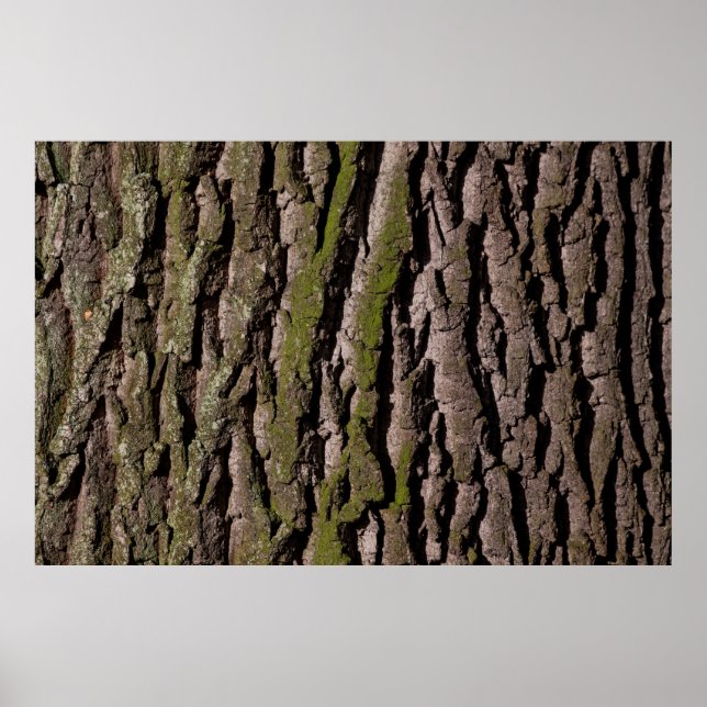 Bark tree oak moss trunk wood poster (Front)