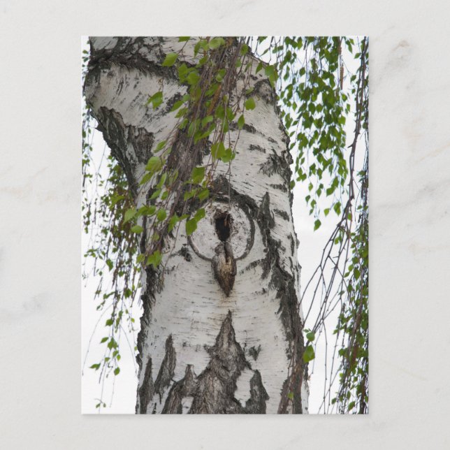 BARK TREE POSTCARD (Front)