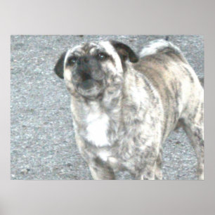 Barking Bull Dog Poster