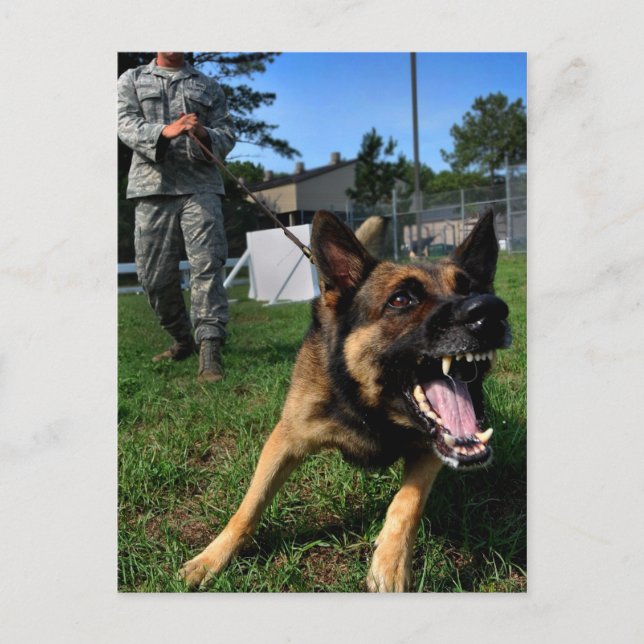 Barking German Shepherd Postcard (Front)