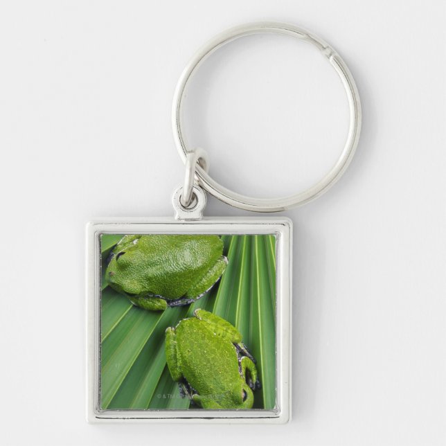 Barking Tree Frog (hyla gratiosa) Key Ring (Front)