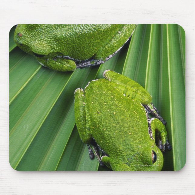 Barking Tree Frog (hyla gratiosa) Mouse Pad (Front)