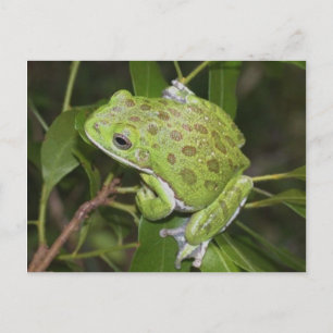 Barking Tree Frog - Postcard