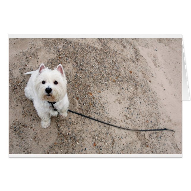barko on sandy beach with leash (Front Horizontal)