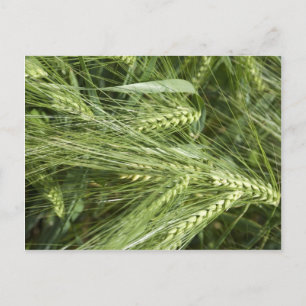 Barley Field Postcard