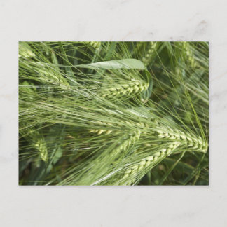 Barley Field Postcard