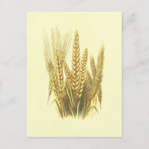 Barley, Wheat & Rye Vintage Lithograph Postcard