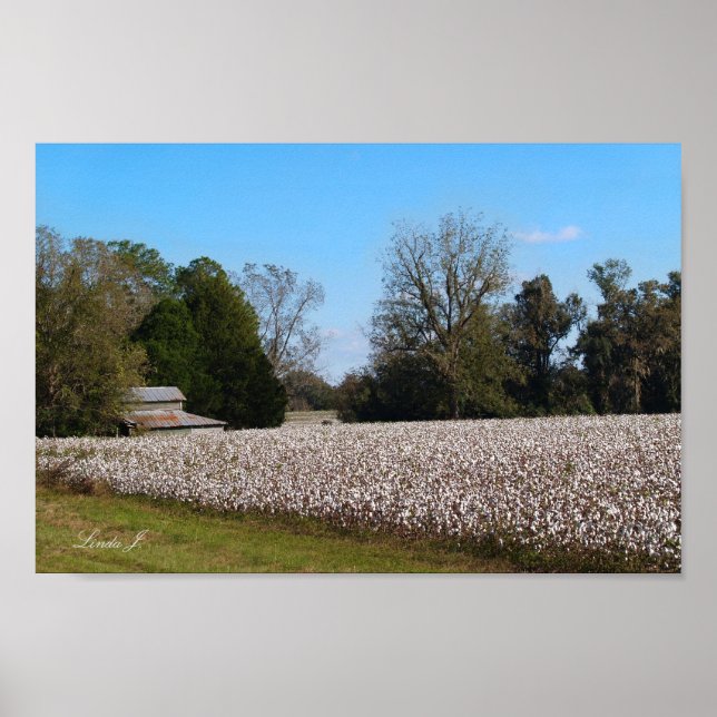 Barn and Cotton Field Canvas or Poster (Front)
