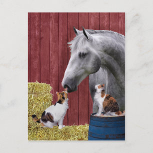 "Barn Buds" Postcard