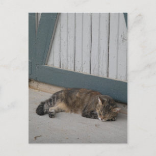 Barn Cat Postcard