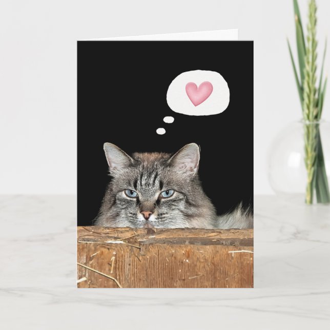 Barn Cat Thinking of You  Card (Front)