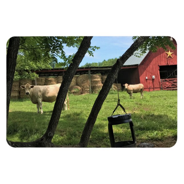 Barn & Cows, Rural North Carolina Canvas Print Magnet (Horizontal)