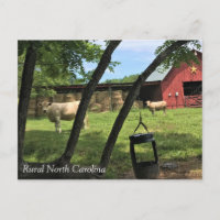 Barn & Cows, Rural North Carolina Canvas Print Pos