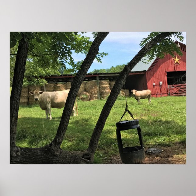 Barn & Cows, Rural North Carolina Poster (Front)