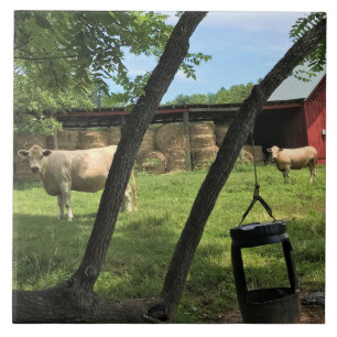 Barn & Cows, Rural North Carolina Tile