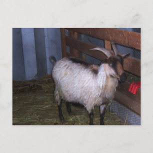 Barn Goat 4 Postcard