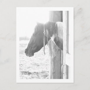 Barn Horse in Black and White Photography Postcard