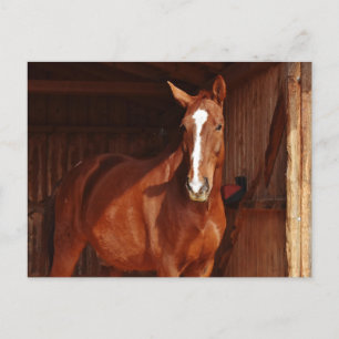 barn horse postcard 